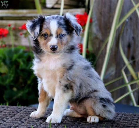 Arizona Mini aussieS. Stealin' Blue Minis is one of the top mini Australian Shepherd breeders providing Arizona with friendly mini Aussies to individuals and families. Stealin' Blue Minis prides itself on small litters of well cared for, healthy and gorgeous miniature Australian Shepherd puppies. Many of our puppies have found forever homes ...